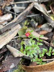 Gaultheria antarctica