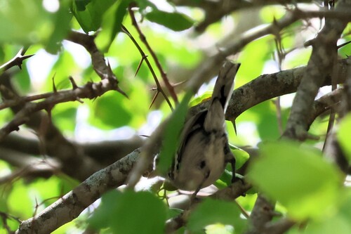 Pectoral Antwren (Herpsilochmus pectoralis), photo 2