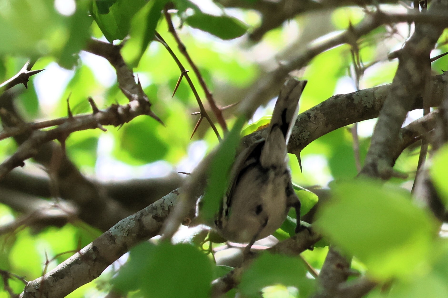 Pectoral Antwren (Herpsilochmus pectoralis), photo 2