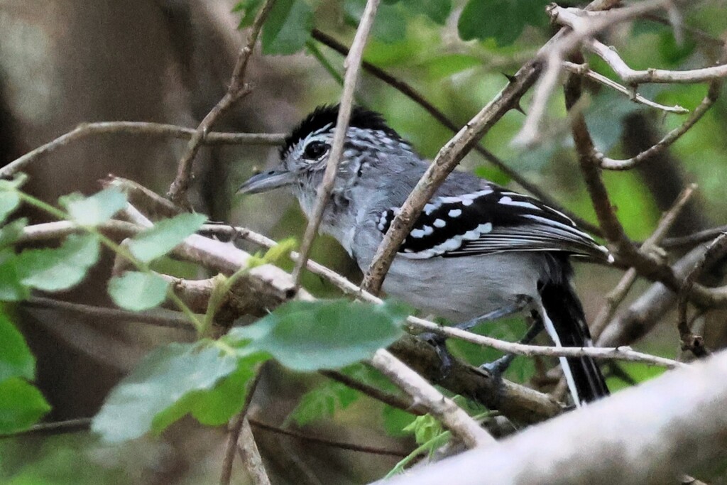 Pectoral Antwren
