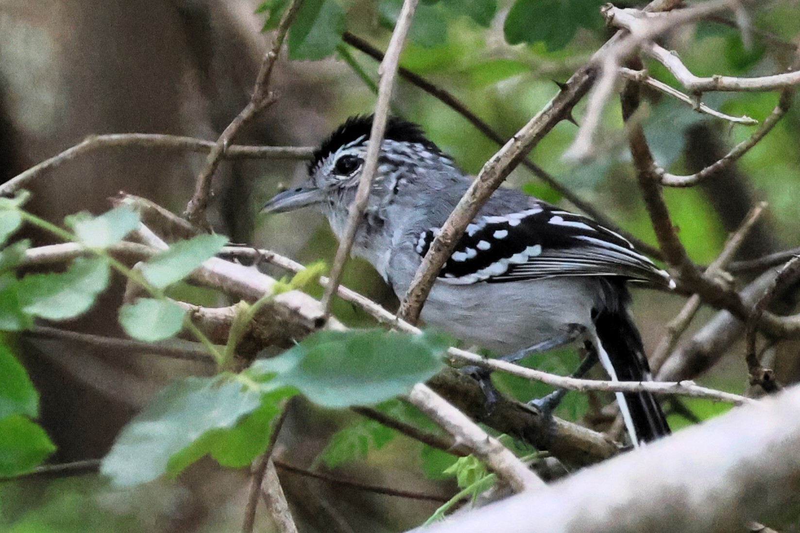Pectoral Antwren (Herpsilochmus pectoralis), photo 1