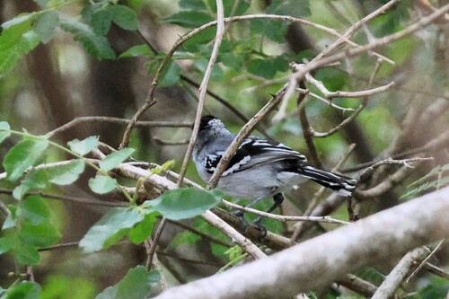 Pectoral Antwren (Herpsilochmus pectoralis), photo 6