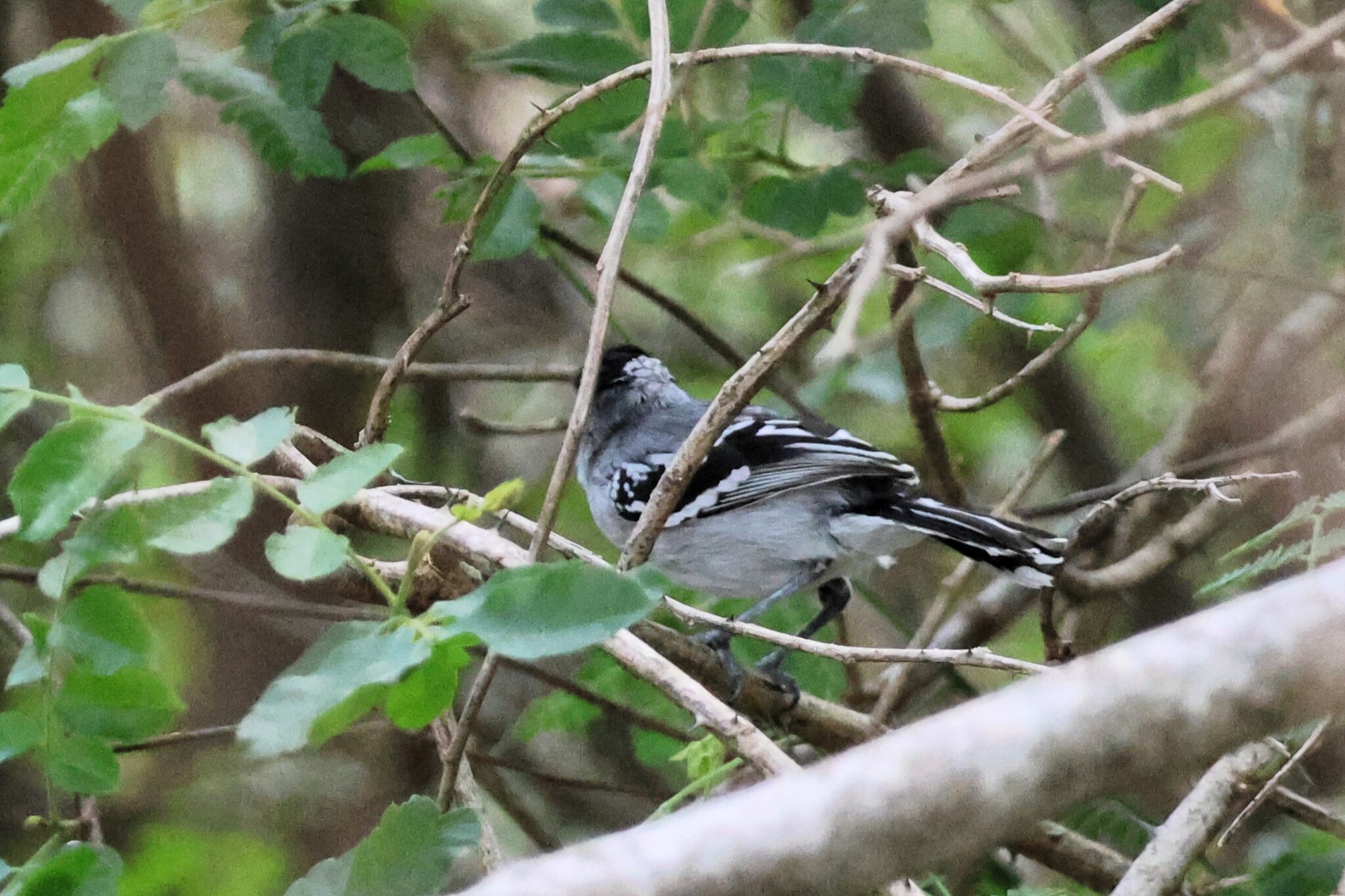 Pectoral Antwren (Herpsilochmus pectoralis), photo 3