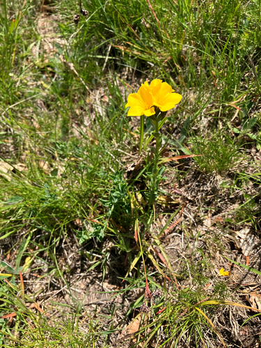 Linum capitatum (Linum capitatum)