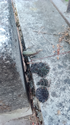 Common Wall Lizard