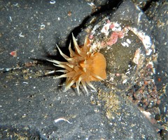 Anemonia sargassensis