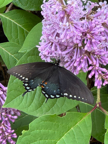 Spicebush Swallowtail