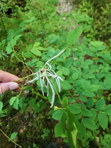 Exobasidium parvifolii observed 2026-05-24