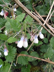 Symphytum × hidcotense