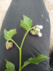 Symphytum × hidcotense