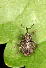 Ceutorhynchini