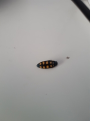 Buprestis octoguttata