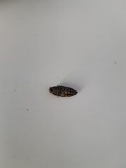 Buprestis octoguttata