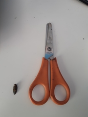 Buprestis octoguttata