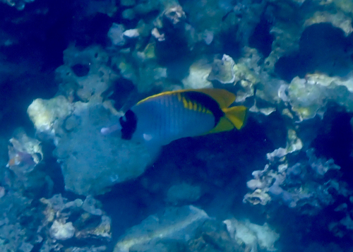 Chaetodon lineolatus, 2026-05-15