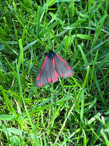 Cinnabar moth