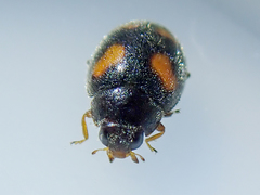 Nephus quadrimaculatus