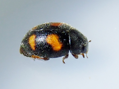 Nephus quadrimaculatus