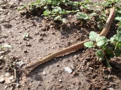 Senticolis triaspis intermedia