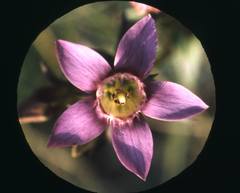 Gentianella aspera