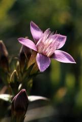 Gentianella aspera