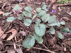 Viola walteri