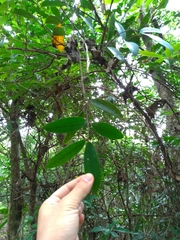 Anodendron benthamianum