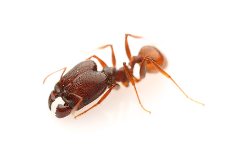 Pheidole asturPheidole astur