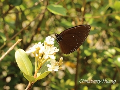 Euploea eunice hobsoni
