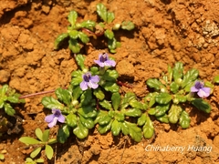Ajuga pygmaea