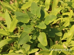 Chenopodium acuminatum virgatum