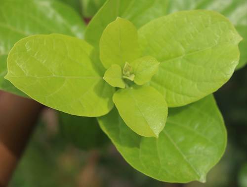 Premna serratifolia