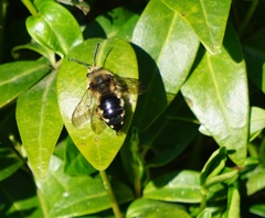 Melecta albifrons