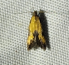 Triclonella bicoloripennis