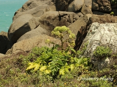 Angelica hirsutiflora