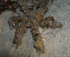 Camposcia retusa