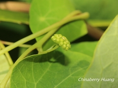 Stephania cephalantha