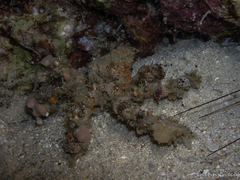 Camposcia retusa