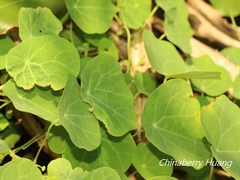 Stephania cephalantha