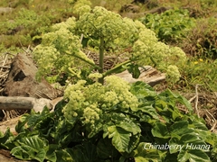 Angelica hirsutiflora
