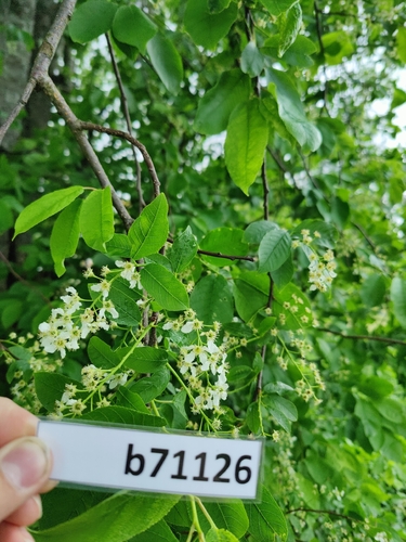 bird cherry