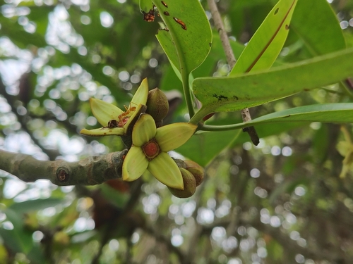 Rhizophora apiculata, photograph 4