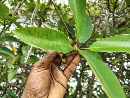 Rhizophora apiculata, photograph 5