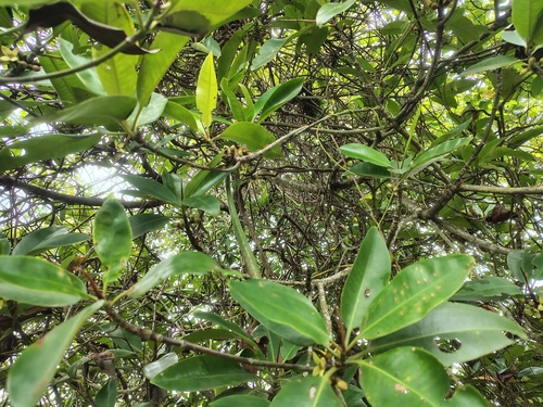 Rhizophora apiculata, photograph 6