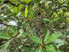 Rhizophora apiculata, photograph (c) renjus box, some rights reserved (CC BY)