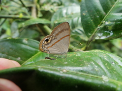 Euselasia cafusa