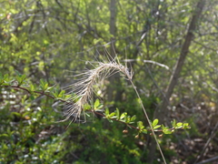Elymus villosus
