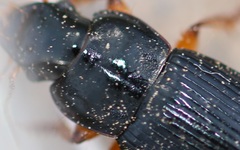 Harpalus laevipes