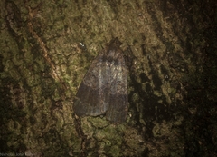 Hydrillodes dimissalis