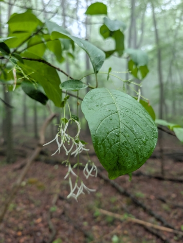 white fringetree